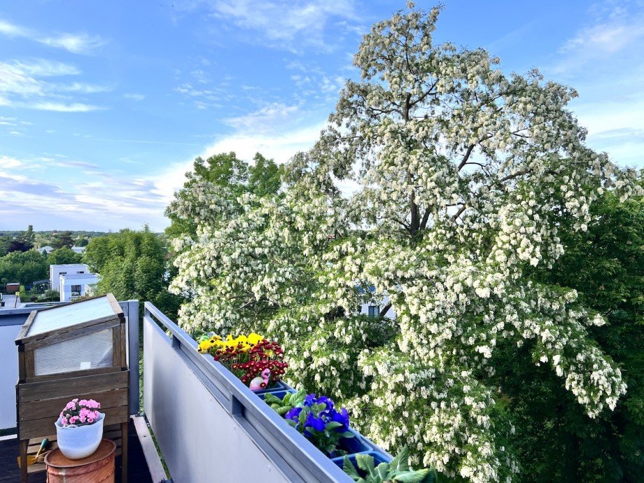 Blick ins Gr�ne vom Balkon Wohnung Markkleeberg
